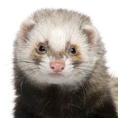 Close-up of Ferret, 1 year old, in front of white background