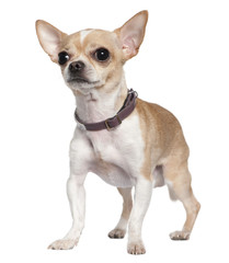 Chihuahua, 2 years old, standing in front of white background