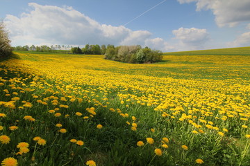 Schöne frische grüne Frühlingslandschaft. Wiese mit Blumen.