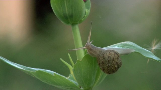 lumaca