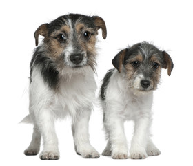 Two Jack Russell Terriers, 4 months and 1 years old