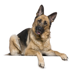 German Shepherd dog, 4 years old, in front of white background