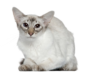 Balinese cat, 2 years old, in front of white background