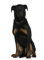Beauceron dog, 3 and a half years old