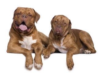 Two Dogue de Bordeaux dogs, 4 and a half years old and 11 month