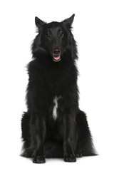 Belgian Shepherd dog, Groenendael, 2 years old