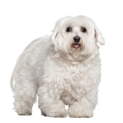 Maltese dog, 5 years old, standing in front of white background