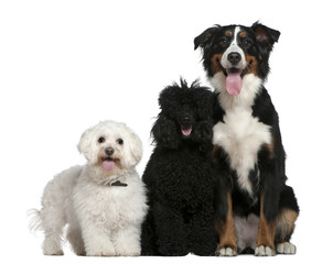Bichon frise, Poodle and Bernese mountain dog