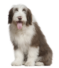 Bearded Collie, 4 and a half months old