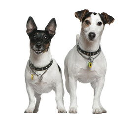 Two Jack Russell Terriers, 3 years old and 4 years old