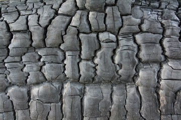 Fototapeta premium Wood coal the burnt down wood of a crack a background The burnt