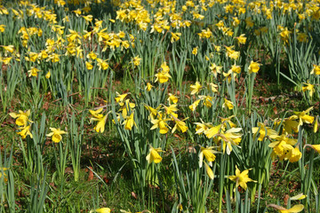 bank of daffodils