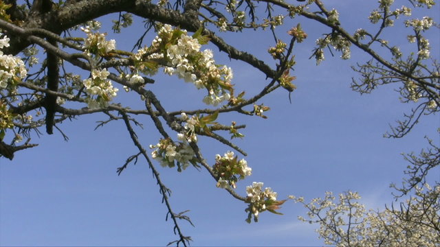 Kirschbl&uuml;te