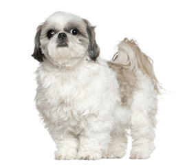 Shih Tzu, 5 years old, standing in front of white background