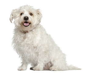 Mixed Maltese dog, 4 years old