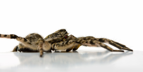 Venomous spider tarantula
