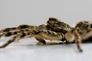 Creepy spider