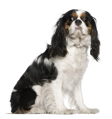 Cavalier King Charles Spaniel, 3 years old