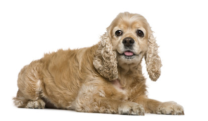 American Cocker Spaniel, 8 years old
