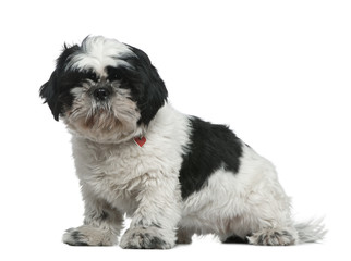 Shih Tzu, 1 year old, sitting in front of white background