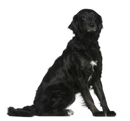 Labrador mixed with a Bernese mountain dog, 6 years old,