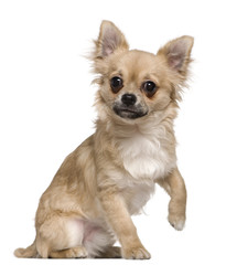 Chihuahua, 6 months old, sitting in front of white background
