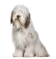 Bearded Collie, 1 year old, sitting in front of white background