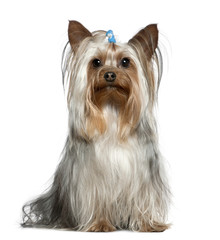 Yorkshire terrier, 1 and a half years old