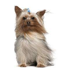 Yorkshire terrier with hair in the wind, 1 and a half years old