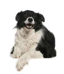 Border Collie, 9 years old, lying in front of white background