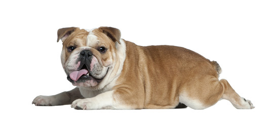 English bulldog, 11 months old