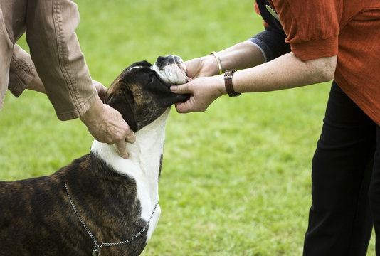 Boxer Dog Being Judged At Dog Show