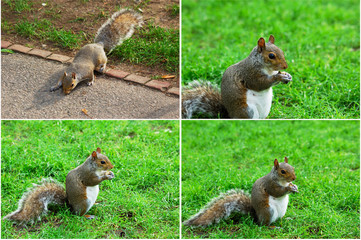 grey squirrel - sciurus carolinensis