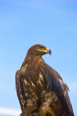 Eagle portrait