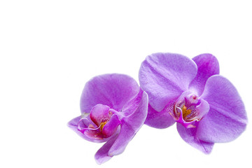 Fototapeta na wymiar blooming orchid on wight background