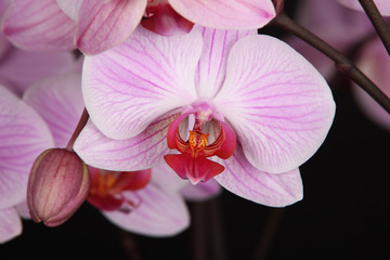 Orchid isolated on the black background