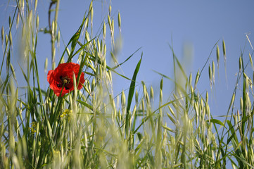Poppy in Wheat