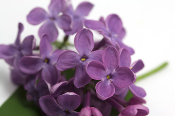 Fototapeta na wymiar lilas