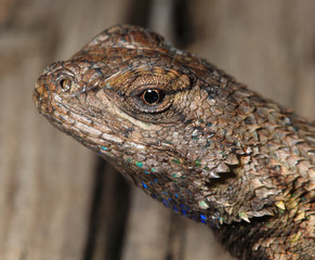Lizard head macro shot showing eye