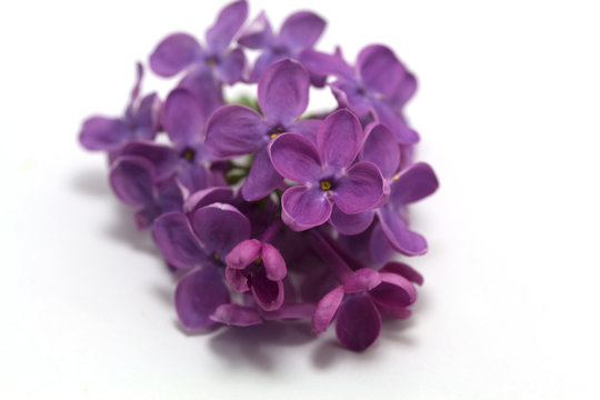 Fleur De Lilas