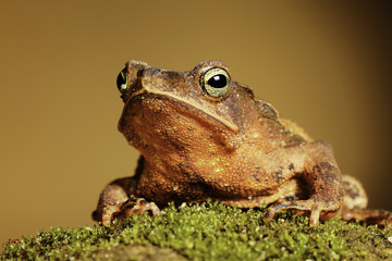 crested toad