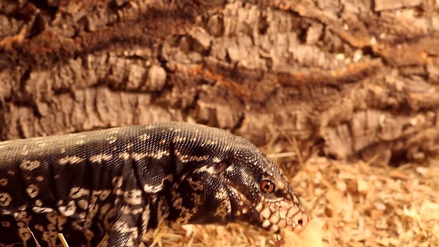 Black And White Tegu Eating A Mouse