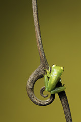 Obraz premium frog on twig
