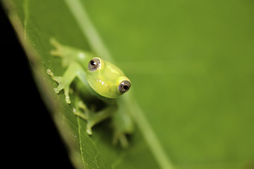 juvnile frog