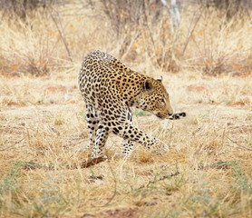 Leopard