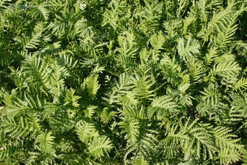 Green plant leafs texture as background.