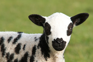 gepunktetes Lamm