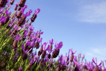 Field of lavender flowers against blue sky
