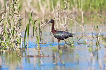 Glossy Ibis ( Plegadis falcinellus ) feeding