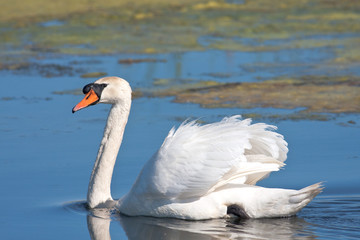 Fototapeta premium Mute Swan (Cygnus olor)